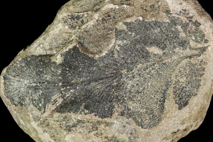 Fossil Fern (Sphenopteris) - Carboniferous #111669